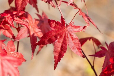 Acer palmatum 'Bi Hoo' buske 50-60 cm
