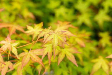 Acer palmatum 'Bi Hoo' buske 80-100 cm