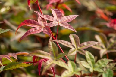 Acer palmatum 'Bi Hoo' buske 80-100 cm