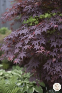 Acer palmatum 'Bloodgood' buske 50-60 cm