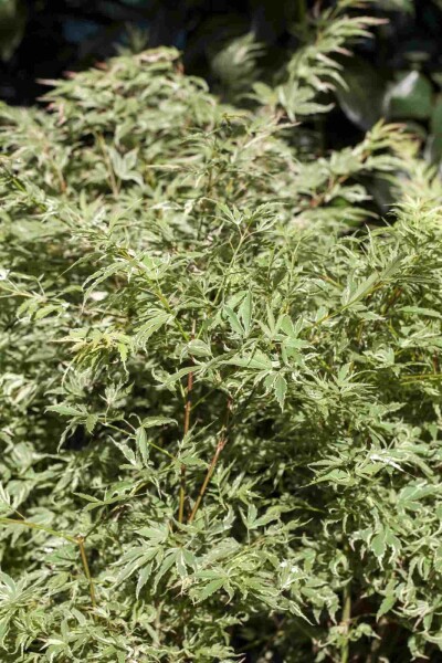 Acer palmatum 'Butterfly' buske 80-100 cm