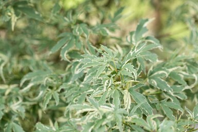 Acer palmatum 'Butterfly' buske 80-100 cm