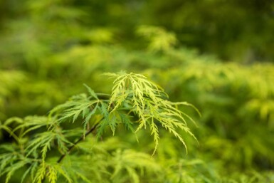 Acer palmatum 'Dissectum' buske 40-50 cm