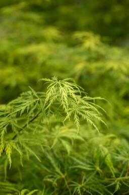 Acer palmatum 'Dissectum' buske 80-100 cm