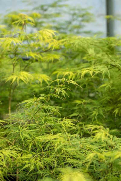 Acer palmatum 'Dissectum' buske 150-175 cm