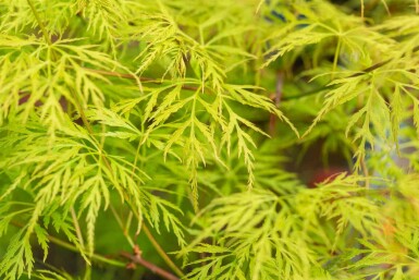 Acer palmatum 'Emerald Lace' buske 40-60 cm