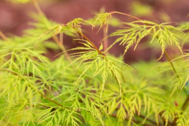 Acer palmatum 'Emerald Lace' buske 40-60 cm