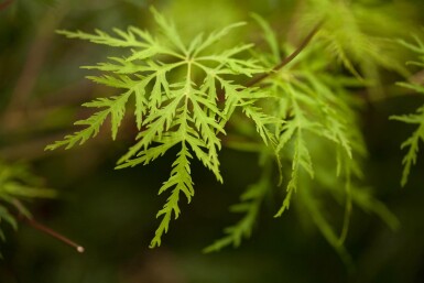 Acer palmatum 'Emerald Lace' buske 80-100 cm