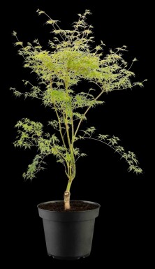 Acer palmatum 'Emerald Lace' buske 80-100 cm