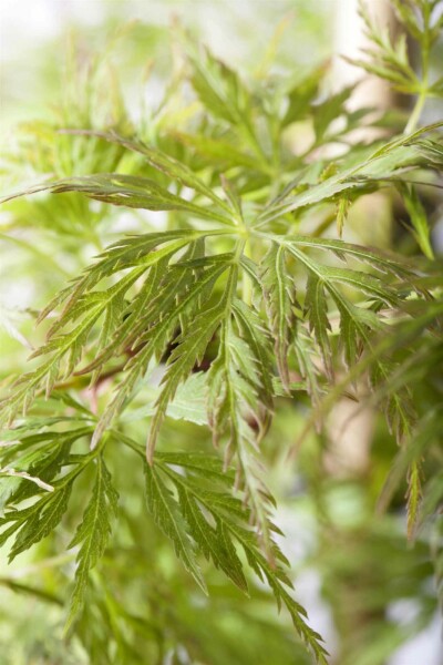 Acer palmatum 'Emerald Lace' buske 125-150 cm