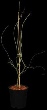 Acer palmatum 'Emerald Lace' buske 125-150 cm