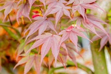Acer palmatum 'Fireglow' buske 125-150 cm