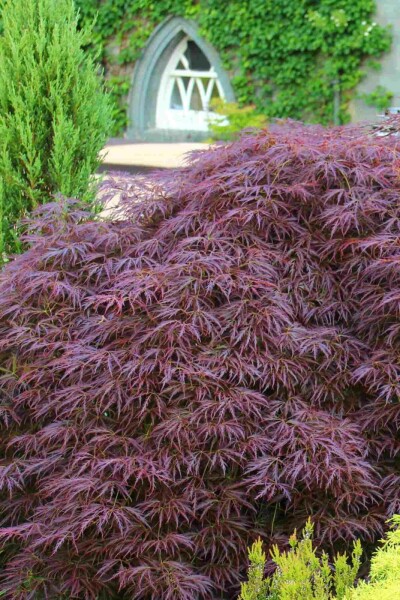 Acer palmatum 'Garnet' buske 40-50 cm