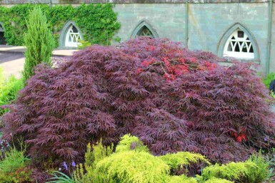 Acer palmatum 'Garnet' buske 60-80 cm