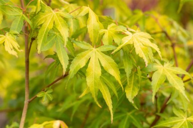 Acer palmatum 'Katsura' buske 100-125 cm