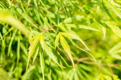 Acer palmatum 'Koto-no-ito' buske 60-80 cm