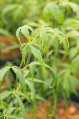Acer palmatum 'Koto-no-ito' buske 125-150 cm