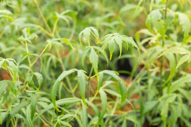 Acer palmatum 'Koto-no-ito' buske 125-150 cm