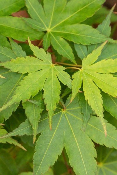 Acer palmatum 'Little Princess' buske 40-60 cm