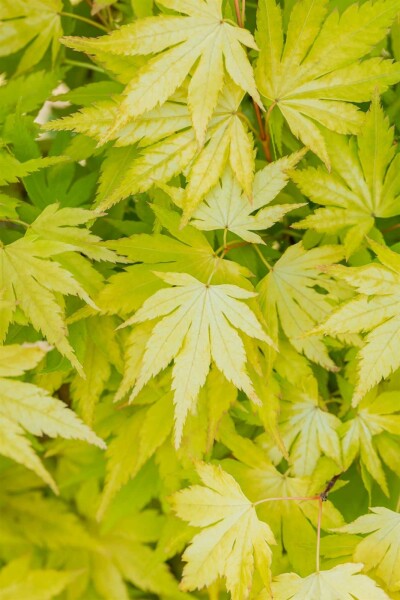 Acer palmatum 'Orange Dream' buske 40-60 cm