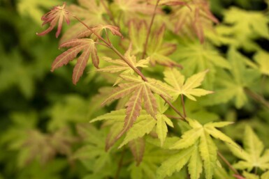 Acer palmatum 'Orange Dream' buske 40-60 cm