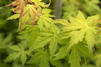 Acer palmatum 'Orange Dream' buske 40-60 cm