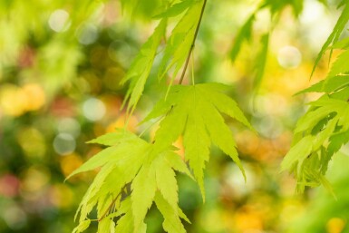 Acer palmatum 'Orange Dream' buske 60-80 cm