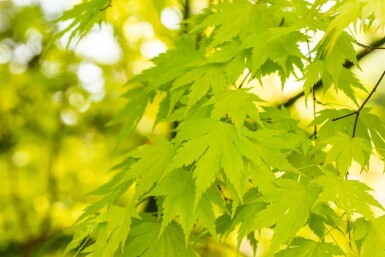 Acer palmatum 'Orange Dream' buske 125-150 cm