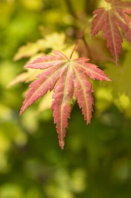 Acer palmatum 'Orange Dream' buske 150-175 cm