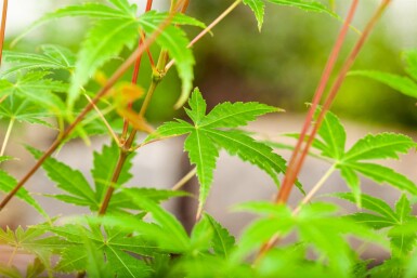 Acer palmatum 'Phoenix' buske 80-100 cm