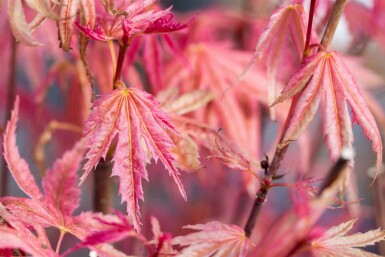 Acer palmatum 'Phoenix' buske 80-100 cm