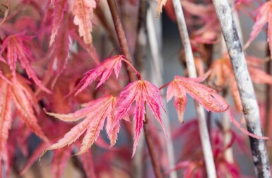 Acer palmatum 'Phoenix' buske 80-100 cm