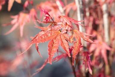 Acer palmatum 'Phoenix' buske 80-100 cm