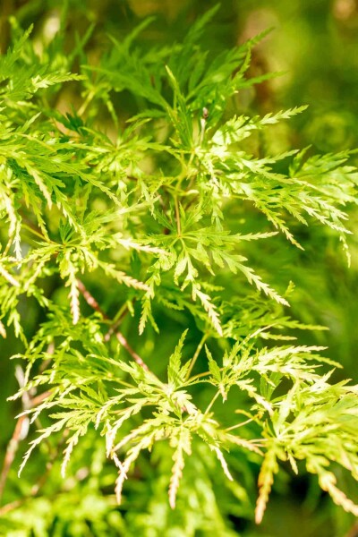 Acer palmatum 'Seiryu' buske 125-150 cm