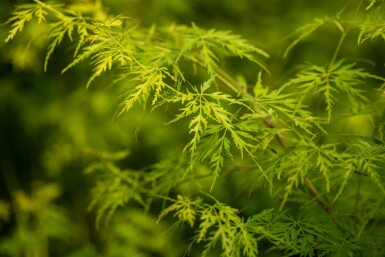 Acer palmatum 'Seiryu' buske 125-150 cm