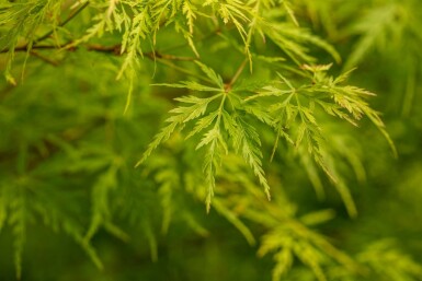Acer palmatum 'Seiryu' buske 160-180 cm