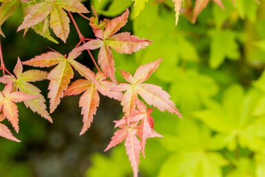 Acer palmatum 'Summer Gold' buske 100-125 cm