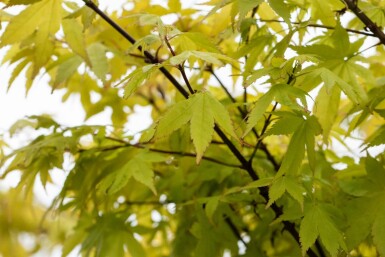 Acer palmatum 'Summer Gold' buske 100-125 cm