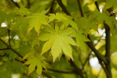 Acer palmatum 'Summer Gold' buske 100-125 cm