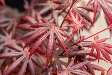 Acer palmatum 'Trompenburg' buske 60-80 cm