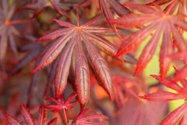 Acer palmatum 'Trompenburg' buske 60-80 cm