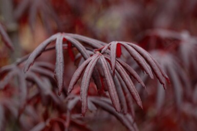 Acer palmatum 'Trompenburg' buske 60-80 cm
