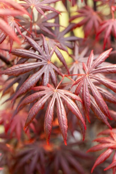 Acer palmatum 'Trompenburg' buske 100-125 cm