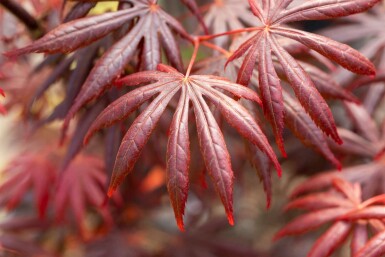 Acer palmatum 'Trompenburg' buske 100-125 cm