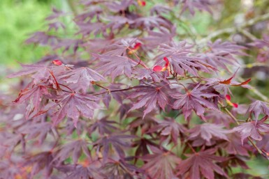 Acer palmatum 'Trompenburg' buske 175-200 cm