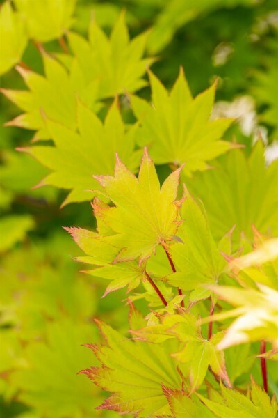 Acer shirasawanum 'Aureum' buske 40-50 cm