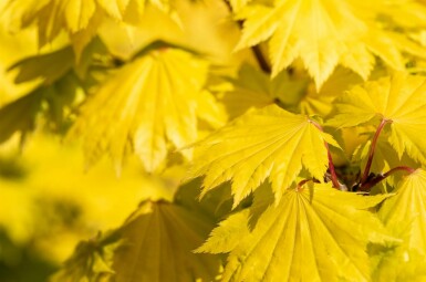 Acer shirasawanum 'Aureum' buske 40-50 cm
