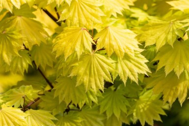 Acer shirasawanum 'Aureum' buske 100-125 cm