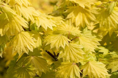 Acer shirasawanum 'Aureum' buske 100-125 cm