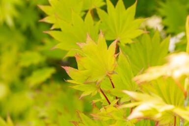 Acer shirasawanum 'Aureum' buske 60-80 cm